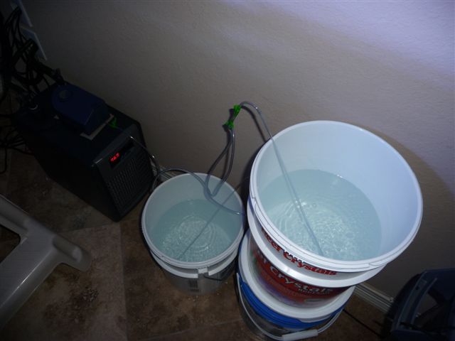 Rotifer_buckets.JPG