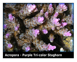 purple_tricolor.jpg