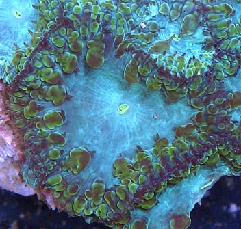 ebaycoral2close.jpg