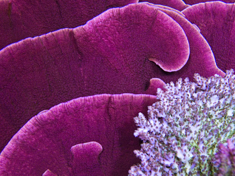 IT-Idaho Grape-Detail-10-10.jpg