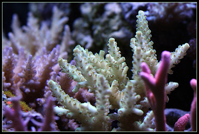 595_green_acro.jpg