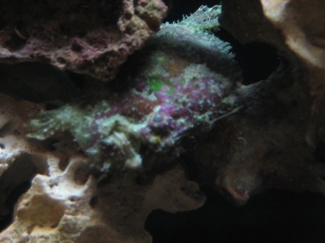 WAFrogfish.jpg