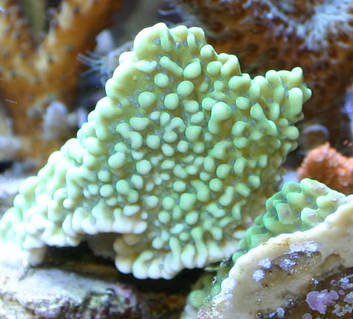 green-m-palawan-frag-new.jpg