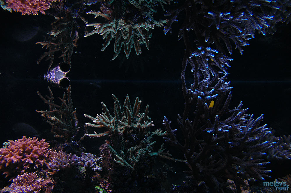 reflection_scripps_stag_d70.jpg