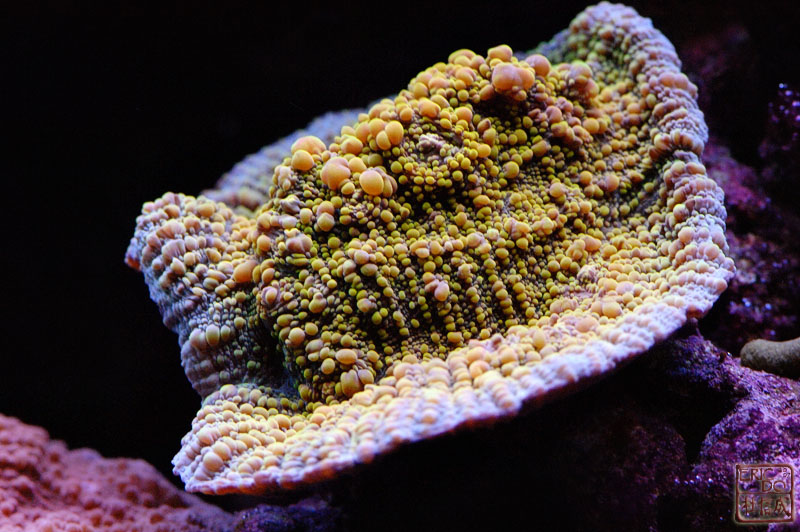 D2X_0885.jpg