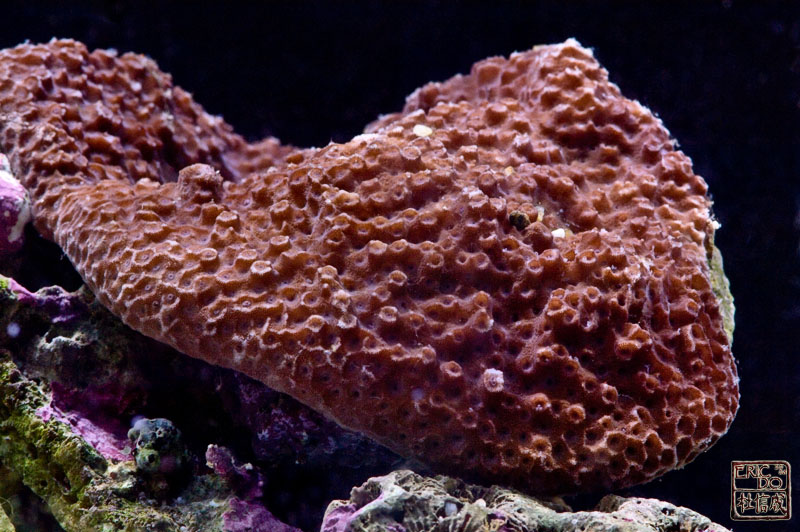 AG_lepastrea_050108.jpg