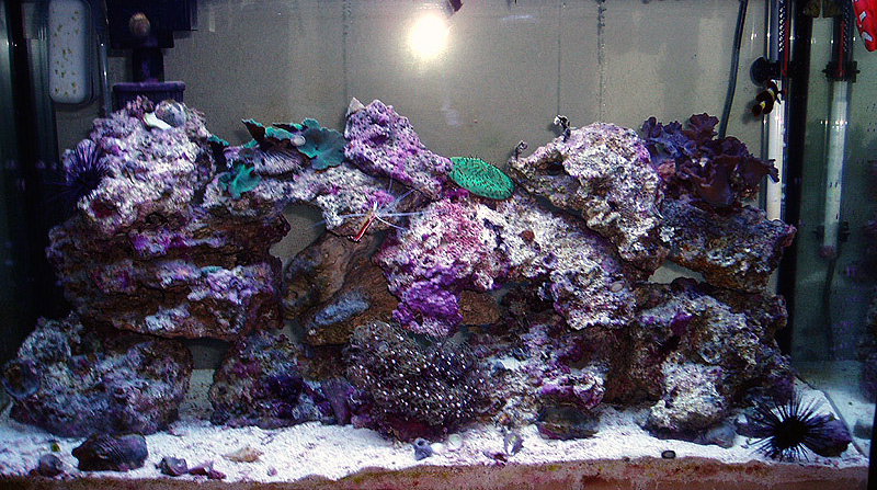tank-06-26-05.jpg