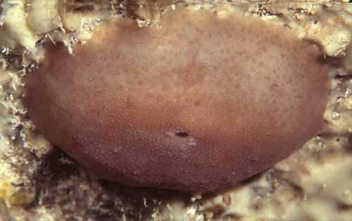 Berthella%20sp.jpg