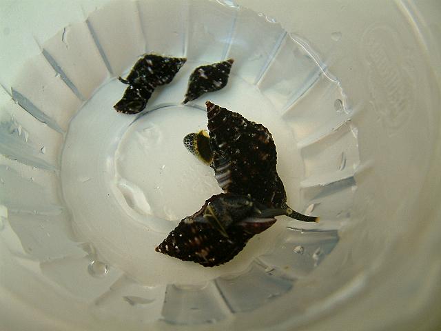 some_whelks2.jpg