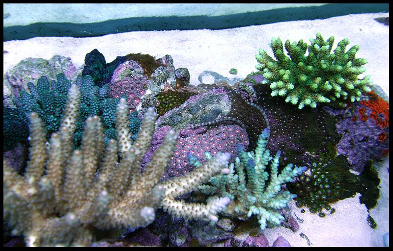 685_zoa_top.jpg
