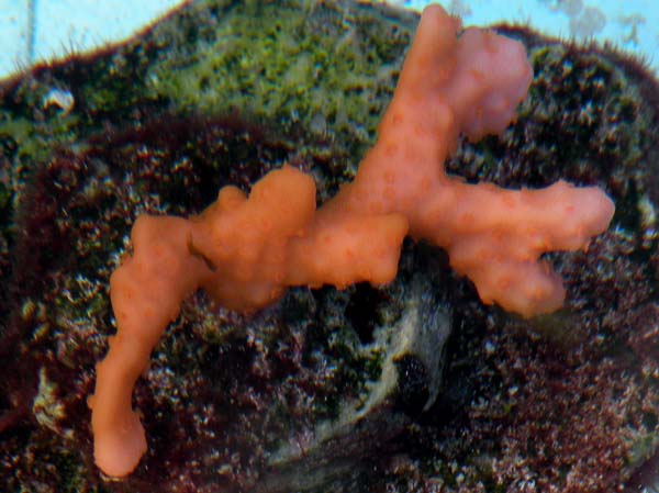 Montipora_setosa_orange2_lg.jpg