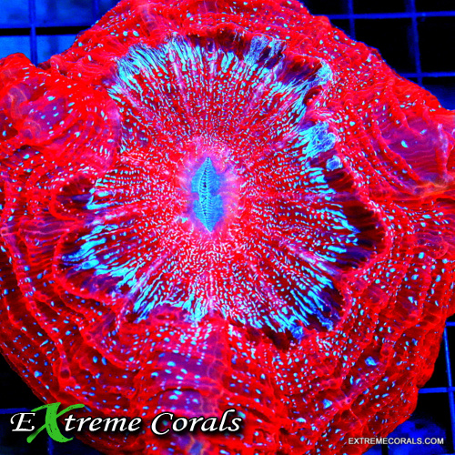 Mastering the Care Differences between LPS and SPS Corals for Your Reef Tank