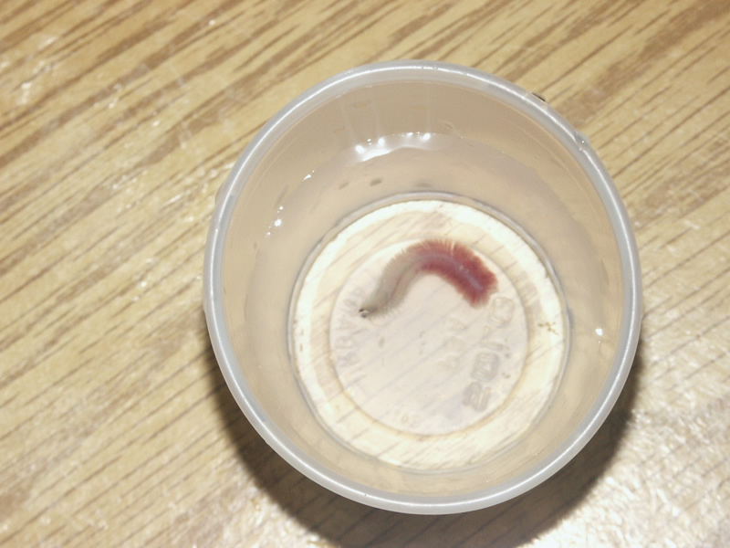 unknown_worm.jpg