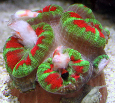 acan_feeding_small.jpg