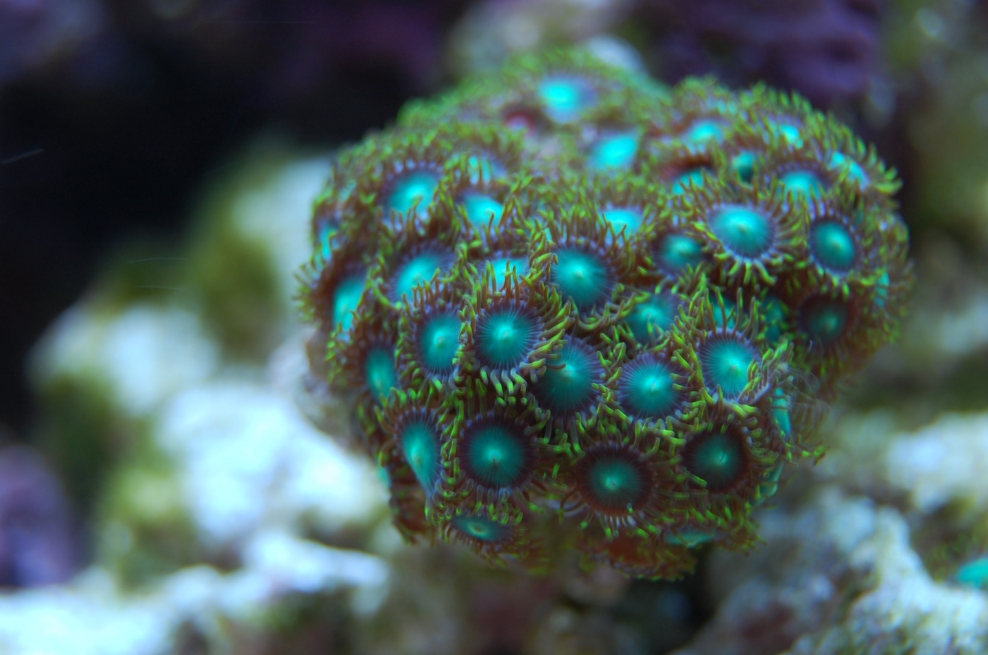 _zoas1.jpg