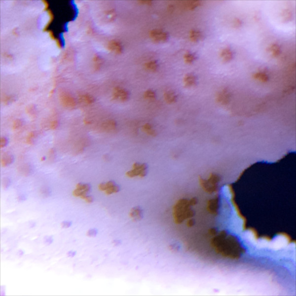 i-Wzqvxcb-L.jpg