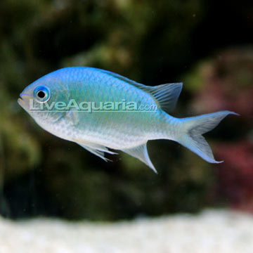 p-70197-blue-green-chromis.jpg