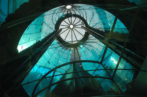 The-AquaDom-in-Berlin-Germany_Inside-view-_541.jpg
