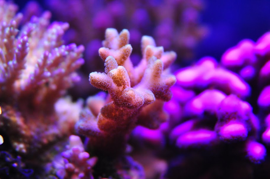 DSC_0385.JPG