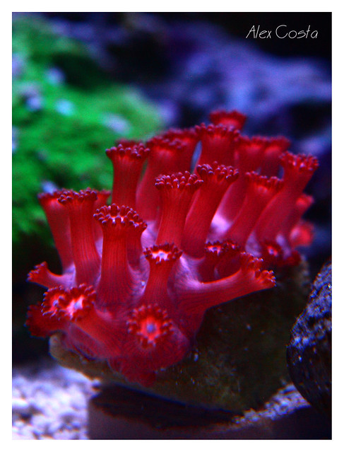 33625750644_46c1e213e6_z.jpg