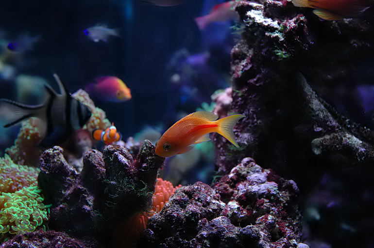 pb_reef_redstripe_ni.jpg