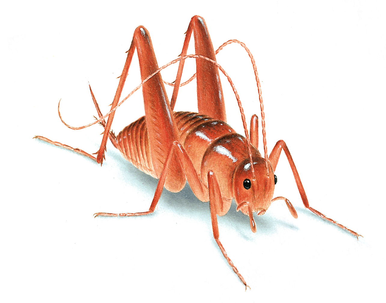 camel-cricket-illustration_1285x1011.jpg