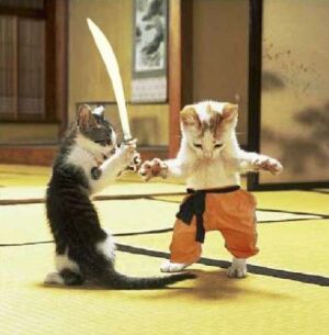 catfight-5.jpg