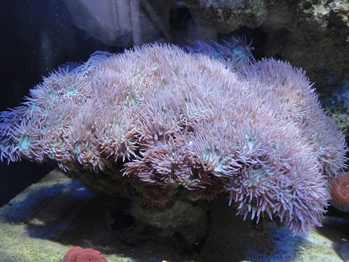 5088124778_8c0bb8abf6.jpg