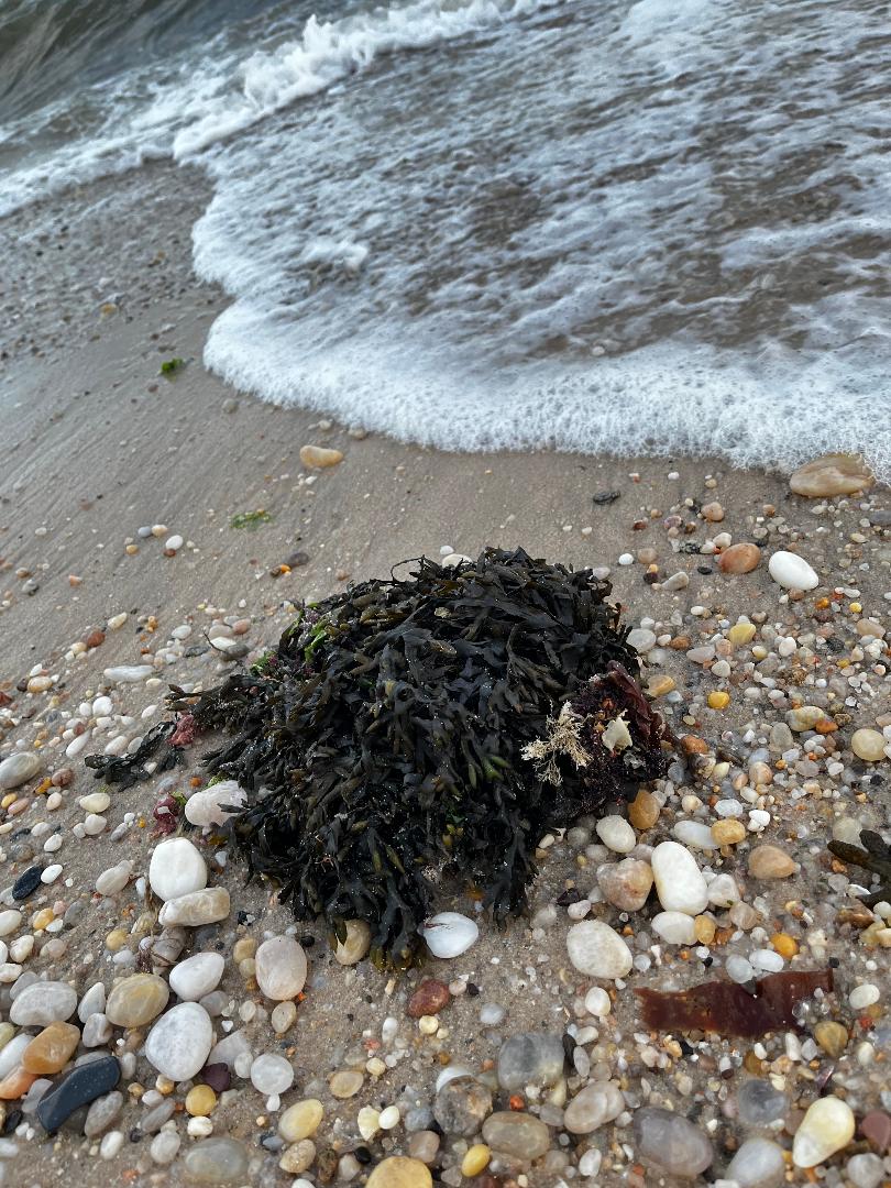Bladerwrack.jpg