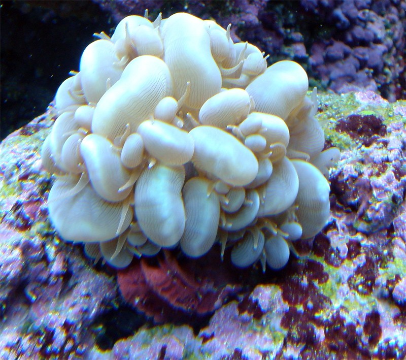 bubble.jpg