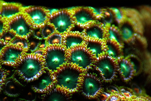 2973978886_f14e1d4c15.jpg