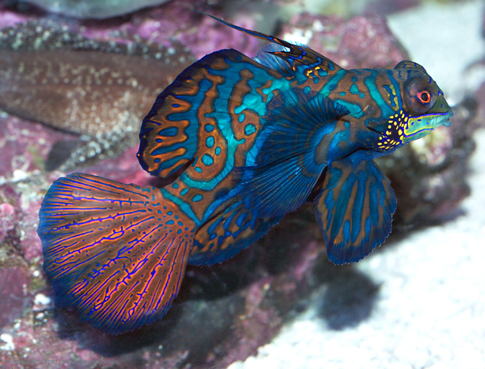 mandarinfish_1.jpg