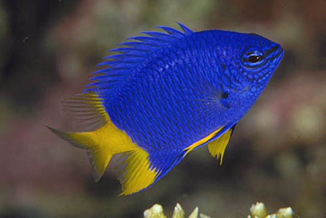 Yellow_Tail_Blue_Damsel.jpg