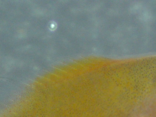 perc_360_3.jpg