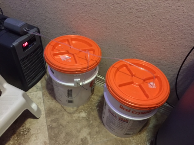 RotifureCulture3-19-15.JPG