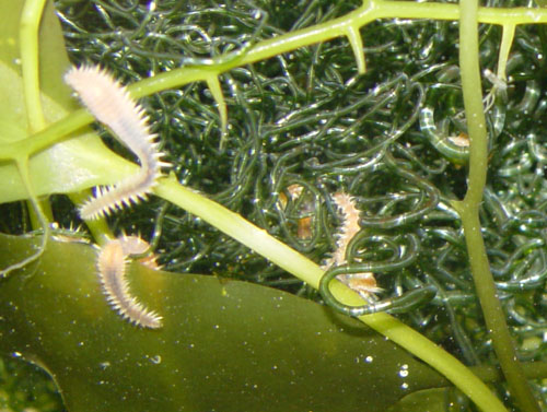 DSC02578worms-vi.jpg