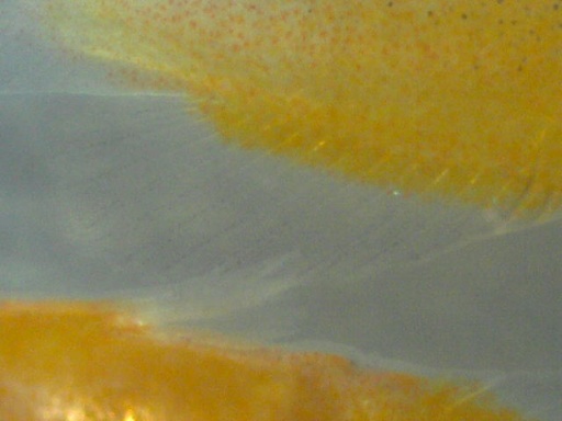 perc_360_6.jpg
