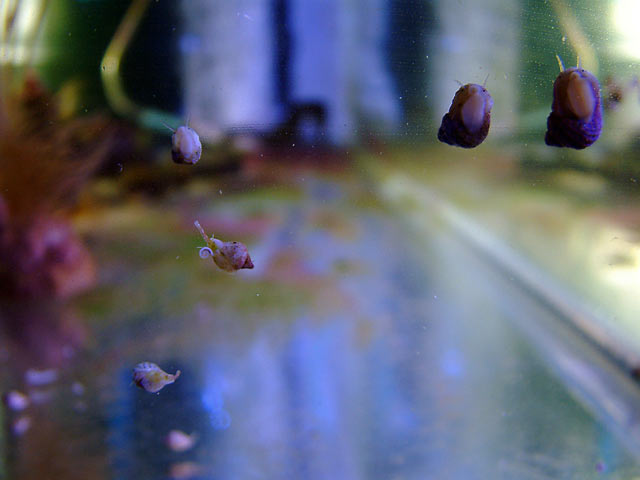 snails.jpg