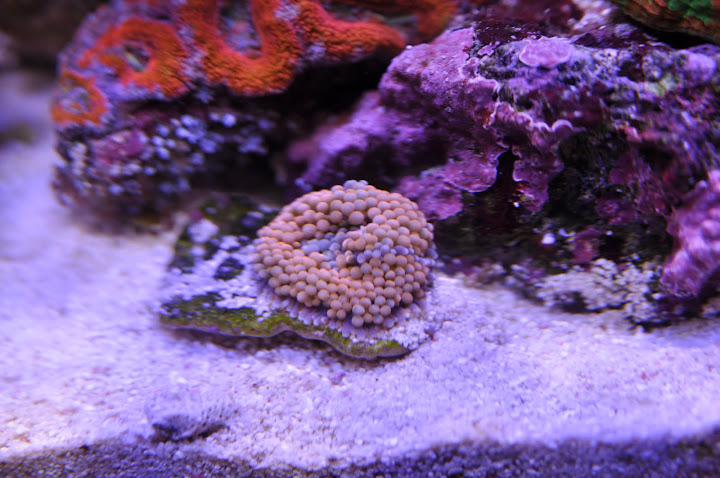DSC_0244.JPG