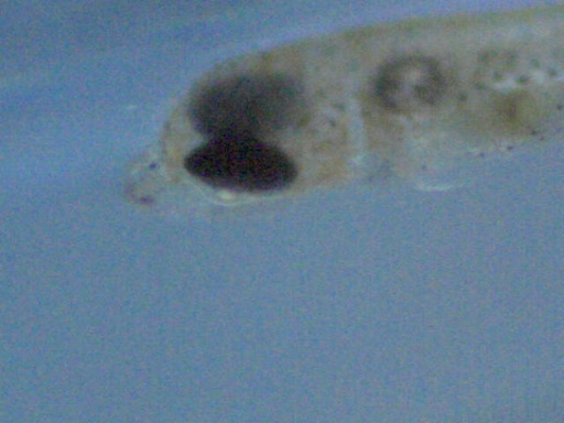 RSB_66_8.jpg