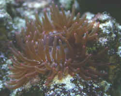 anenome2.jpg