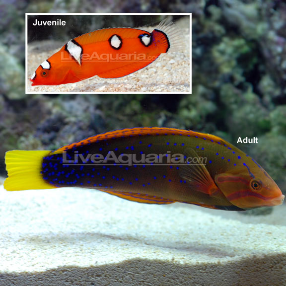 lg-24060-coris-wrasse.jpg