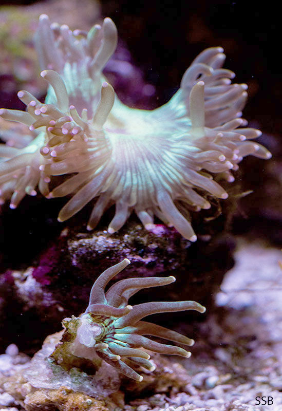 pico5g_20140130_1.jpg