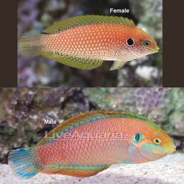 p-37172-Kuiter-wrasse.jpg