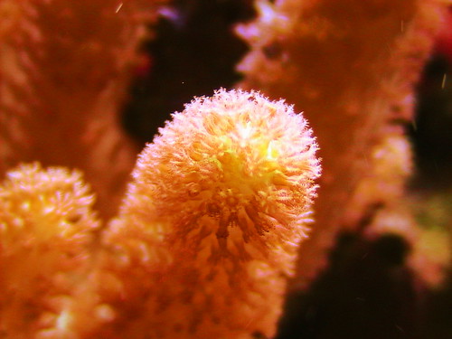 2220191818_1159d5c52b.jpg