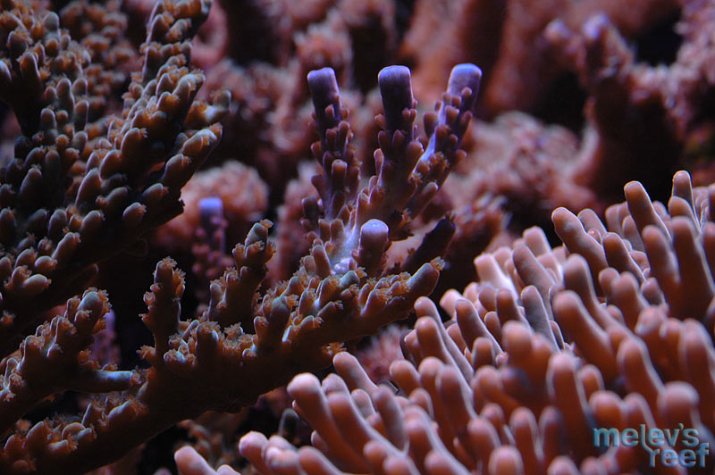blue_tipped_acro_o_1124.jpg
