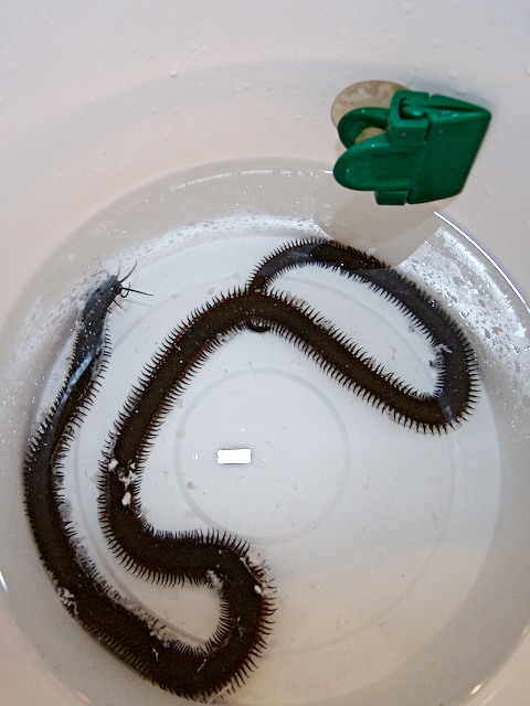 wurm-forum5.jpg