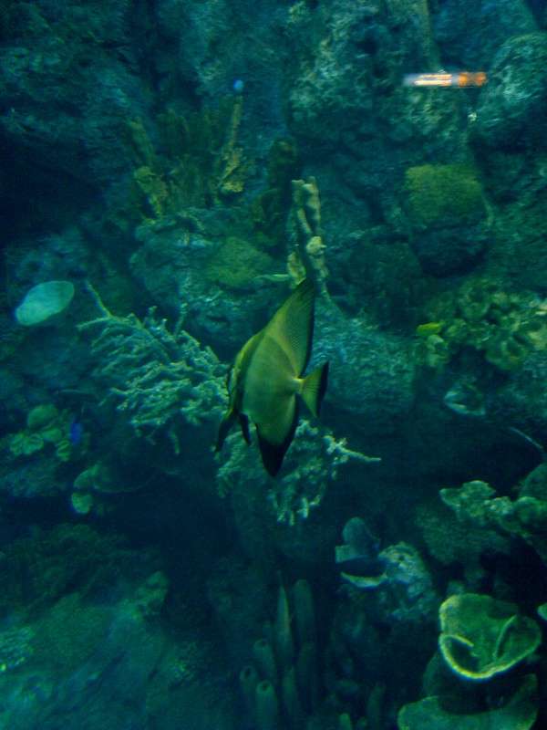 batfish1.jpg