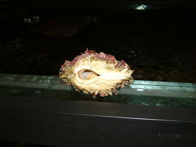 clam5.jpg