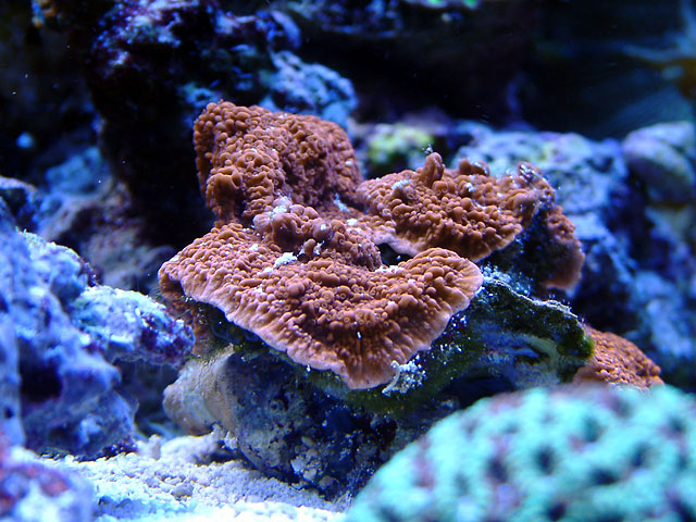 mcap_0702.jpg